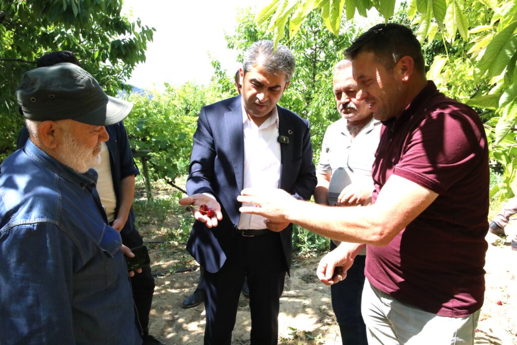 BOYALI KÖYÜNDE KİRAZ HASADI