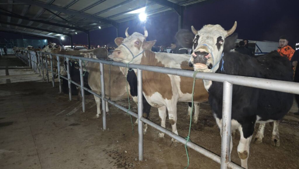 CANLI HAYVAN PAZARIMIZ YENİDEN HİZMETTE